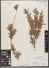 Foto von Salix wilhelmsiana M. Bieb.